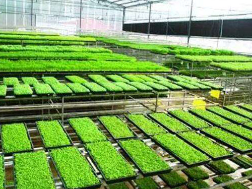 水稻育秧設備有幾種用法？